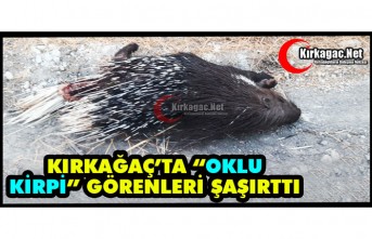 KIRKAĞAÇ’TA “OKLU KİRPİ” GÖRENLERİ ŞAŞIRTTI