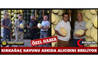 KIRKAĞAÇ KAVUNU ASKIDA ALICISINI BEKLİYOR (ÖZEL HABER)
