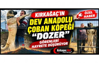 KIRKAĞAÇ'IN DEV ANADOLU ÇOBAN KÖPEĞİ "DOZER" GÖRENLERİ HAYRETE DÜŞÜRÜYOR(ÖZEL HABER)