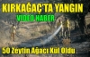 50 ZEYTİN AĞACI KÜL OLDU(VİDEO)