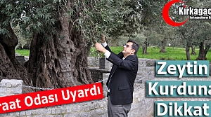 BOĞAZ “ZEYTİN KURDUNA DİKKAT”