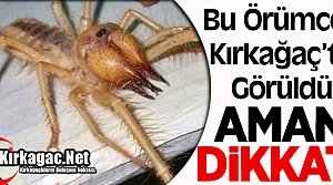 BU ÖRÜMCEK KIRKAĞAÇ'TA GÖRÜLDÜ