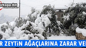 KAR ZEYTİN AĞAÇLARINA ZARAR VERDİ