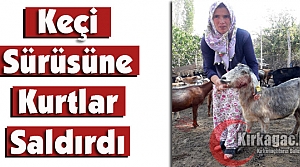 KEÇİ SÜRÜSÜNE KURTLAR SALDIRDI