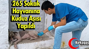 KIRKAĞAÇ’TA 265 SOKAK HAYVANINA KUDUZ AŞISI YAPILDI