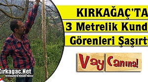 KIRKAĞAÇ’TA 3 METRELİK KUNDUZ GÖRENLERİ ŞAŞIRTTI