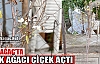 KIRKAĞAÇ’TA ERİK AĞACI ÇİÇEK AÇTI