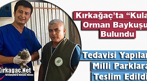 KIRKAĞAÇ’TA KULAKLI ORMAN BAYKUŞU BULUNDU