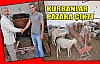 KIRKAĞAÇ'TA KURBANLAR PAZARA ÇIKTI