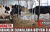 KIRKAĞAÇ'TA KURBANLIK DANALARA BÜYÜK İLGİ