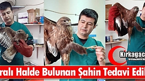 KIRKAĞAÇ'TA YARALI HALDE BULUNAN ŞAHİN TEDAVİ...