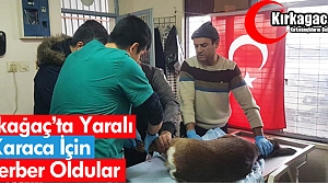 KIRKAĞAÇ’TA YARALI KARACA İÇİN SEFERBER OLDULAR...