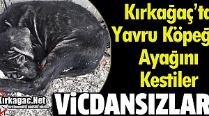 KIRKAĞAÇ’TA YAVRU KÖPEĞİN AYAĞINI KESTİLER