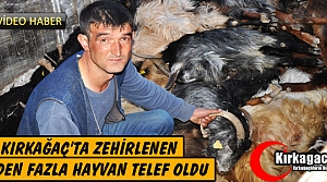 KIRKAĞAÇ’TA ZEHİRLENEN YÜZDEN FAZLA HAYVAN TELEF...