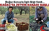 KIRKAĞAÇ'TA ZEYTİN HASADI BAŞLADI