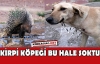 KİRPİ KÖPEĞİ BAKIN NE HALE SOKTU