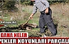 KÖPEKLER KOYUNLARI PARÇALADI