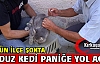 KUDUZ KEDİ PANİĞE YOL AÇTI