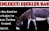 MEMLEKETİ EŞEKLER BASTI