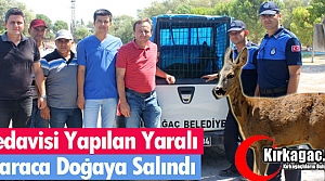 TEDAVİSİ YAPILAN YARALI KARA DOĞAYA SALINDI