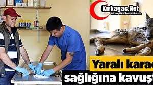 YARALI KARACA SAĞLIĞINA KAVUŞTU