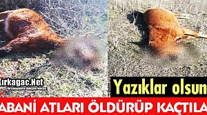 YAZIKLAR OLSUN...YABANİ ATLARI ÖLDÜRÜP KAÇTILAR