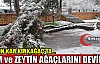 YOĞUN KAR ÇAM ve ZEYTİN AĞAÇLARINI DEVİRDİ