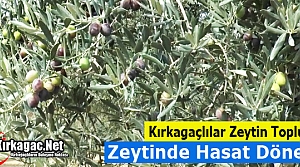 ZEYTİNDE HASAT DÖNEMİ