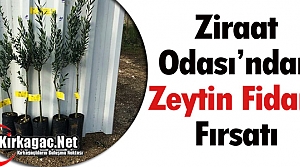 ZİRAAT ODASI’NDAN ZEYTİN FİDANI FIRSATI