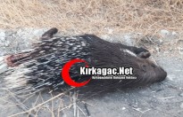 KIRKAĞAÇ’TA “OKLU KİRPİ” GÖRENLERİ ŞAŞIRTTI