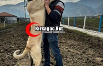 KIRKAĞAÇ'IN DEV ANADOLU ÇOBAN KÖPEĞİ "DOZER" GÖRENLERİ HAYRETE DÜŞÜRÜYOR(ÖZEL HABER)
