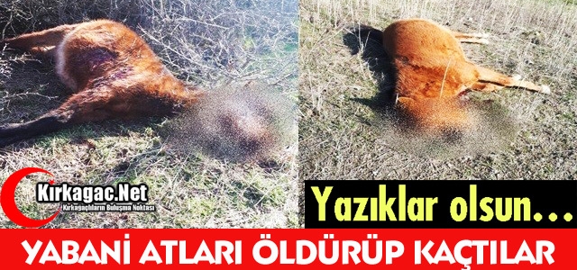 YAZIKLAR OLSUN...YABANİ ATLARI ÖLDÜRÜP KAÇTILAR