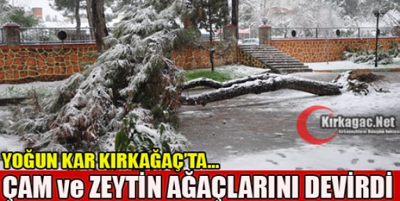 YOĞUN KAR ÇAM ve ZEYTİN AĞAÇLARINI DEVİRDİ