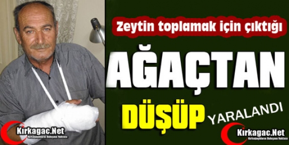 ZEYTİN AĞACINDAN DÜŞME SEZONU AÇILDI