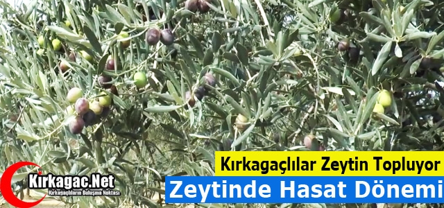 ZEYTİNDE HASAT DÖNEMİ