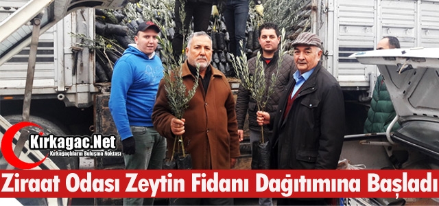 ZİRAAT ODASI ZEYTİN FİDANI DAĞITIMINA BAŞLADI